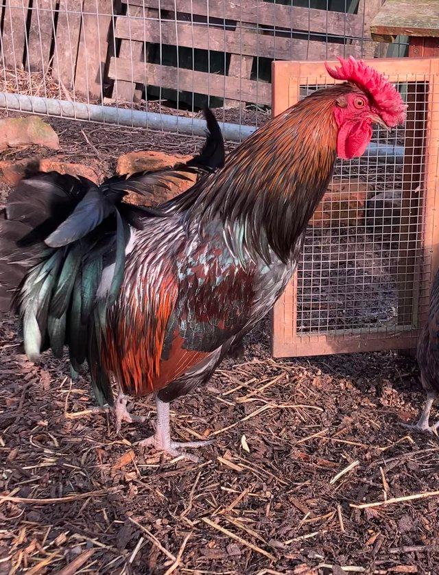 Preview of the first image of Rare breed Derbyshire Redcap large fowl cockerel 7 months.