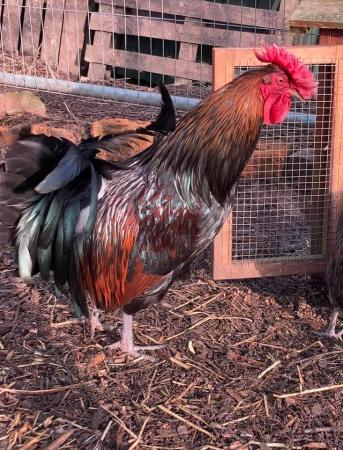 Image 1 of Rare breed Derbyshire Redcap large fowl cockerel 7 months