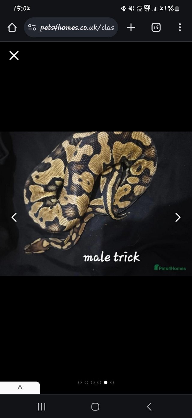 Preview of the first image of MALE Royal Pythons looking for new homes.