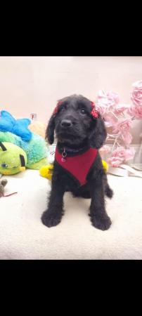 Image 1 of Adorable F1Labradoodle female puppy