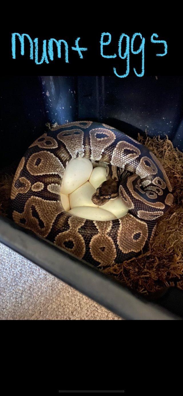Preview of the first image of Baby ball pythons for sale ready to go.