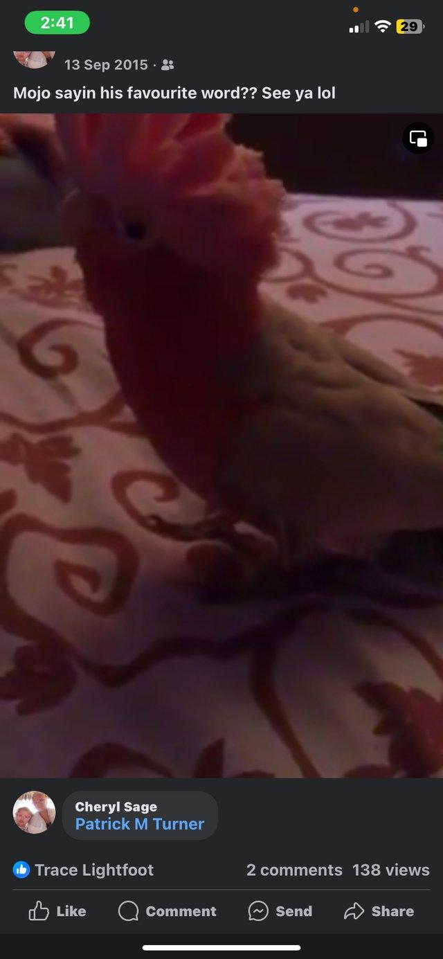 Preview of the first image of 10 year old hand reared. Male galah cockatoo. Parrot.