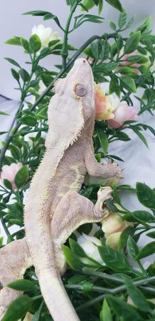 Image 5 of Stunning Proven Crested Gecko Red Phantom Lilly White Male