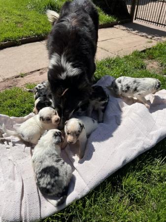 Image 3 of Border collie pups, ready from the 27th June