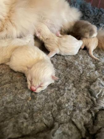 Image 6 of Ragdoll Kittens - Born Sunday 31st March - Last Female