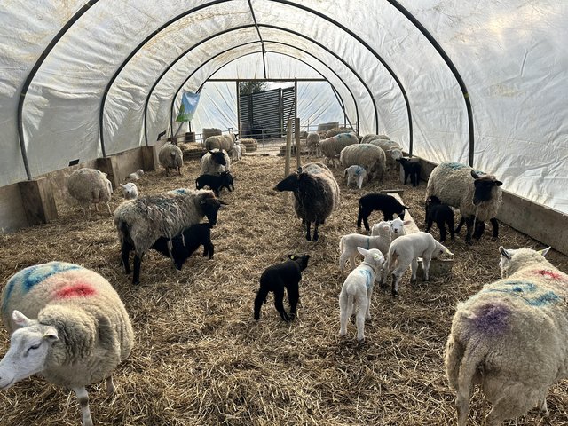 Preview of the first image of Ewes with lamb at foot Suffolk and Llyen.