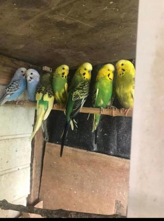 Image 5 of Baby budgies for sale please message