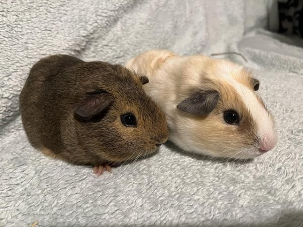 Image 14 of Male Guinea pigs for sale