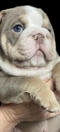 Image 11 of Beautiful English Bulldog Puppies