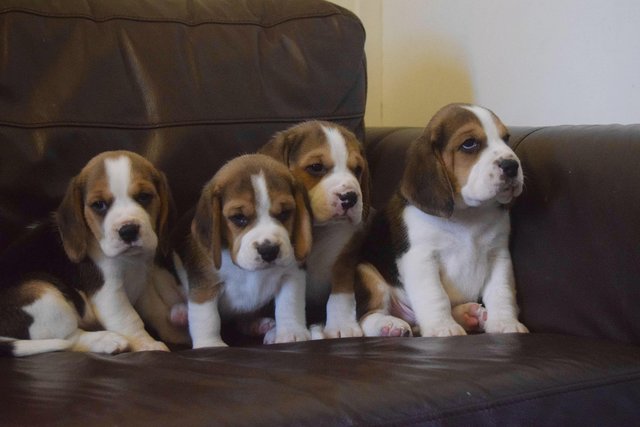 Image 11 of Gorgeous, Chunky Beagle Puppies
