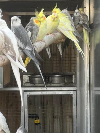 Image 8 of South west parrot rescue parrot rehoming service