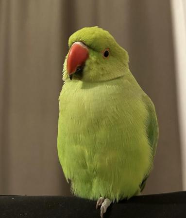 Image 2 of Baby tamed ring neck talking parrot