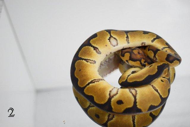 Image 3 of Ball python, Regius, clown, lovely snakes available !!