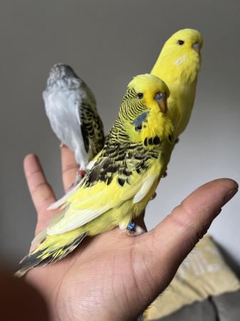 Image 7 of Hand Tame Baby Budgie Parakeets