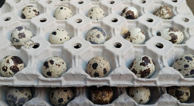 Image 3 of B/f Japanese quail hatching eggs £3 a dozen