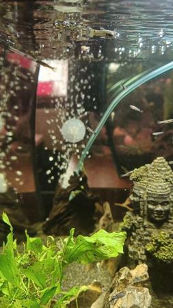 Image 5 of Young Guppies & Pineapple Swordtails - Tropical Fish
