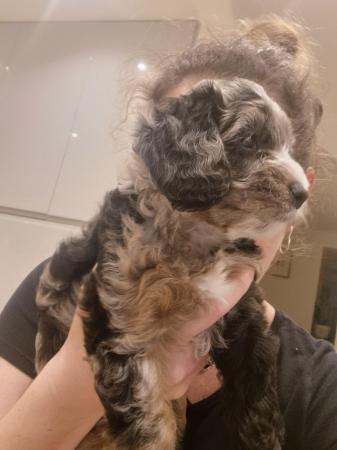 Image 4 of Merle girl Cockapoo for sale