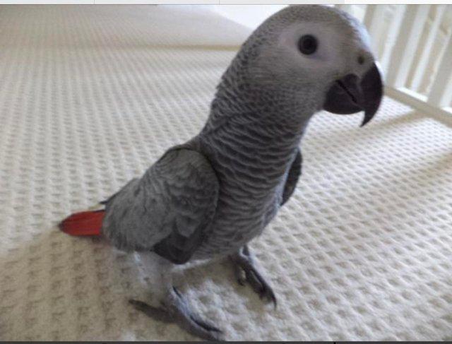 Preview of the first image of Sillytame Baby African Grey Parrots.