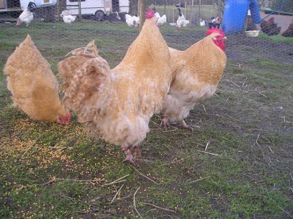 Image 2 of 100% fertile mix breeds chicken hatching eggs