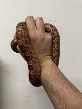 Image 5 of Male corn snake available