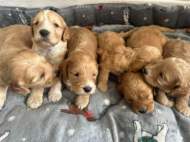 Preview of the first image of F1 Cockapoos Puppies (For Sale).
