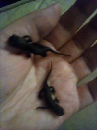Image 2 of Young adult Chinese fire belly newts