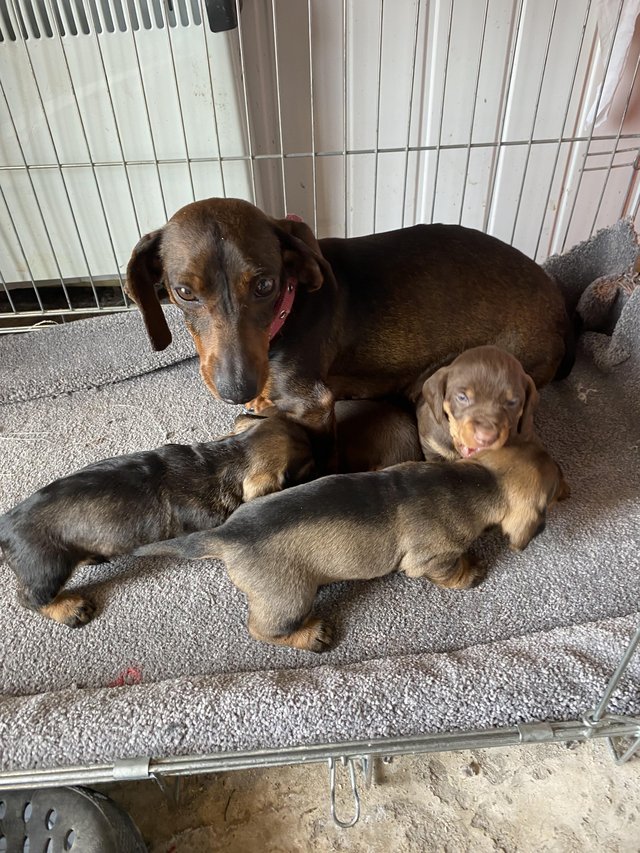 Preview of the first image of 2 beautiful dachshund boys forsale.