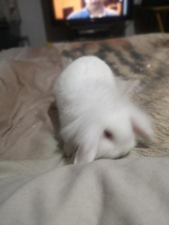 Image 2 of 13 week old lop ear rabbits