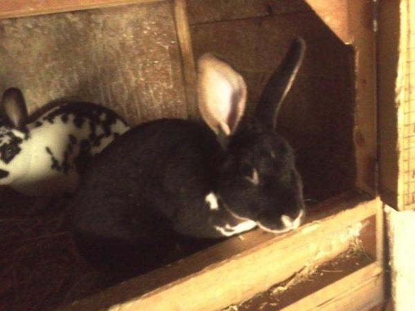 Image 1 of Friendly Blanket black with white Rex Rabbit buck