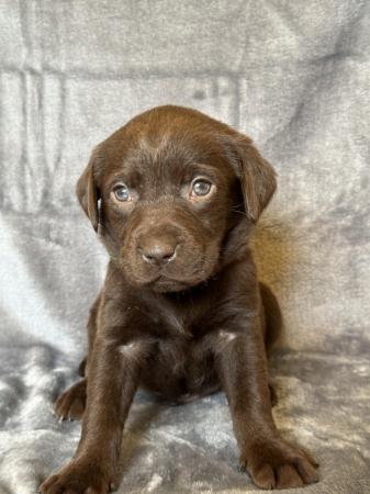 Image 4 of *SOLD*KC Registered Chocolate Labrador Retriever puppies