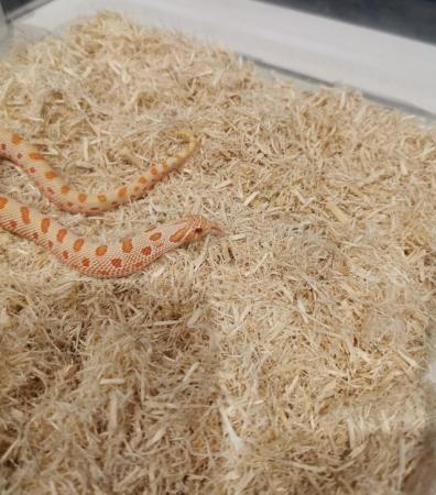 Image 10 of Hognose snakes CB23, Albinos Anacondas Normals