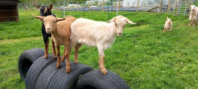 Image 3 of Female and wether goat kids.