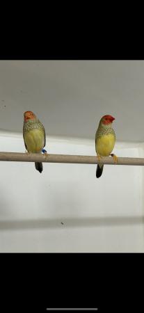 Image 1 of 2 pairs of star finches
