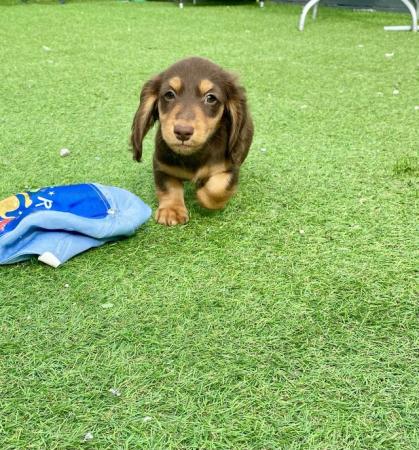 Image 11 of KC Reg longhair miniature dachshunds *READY NOW*