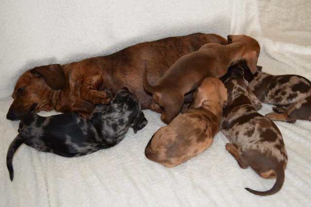 Image 9 of MINIATURE SMOOTH DACHSHUND PUPPIES