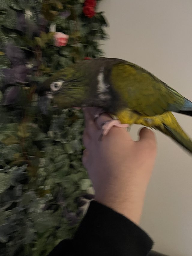 Preview of the first image of SOLD STC Tame Baby Patagonian Conure.