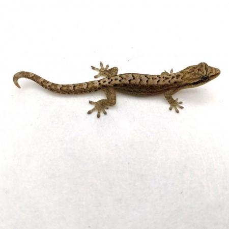 Image 3 of Multiple Young Mourning Geckos for sale