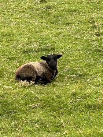 Image 2 of 2 registered pedigree shetland ewes