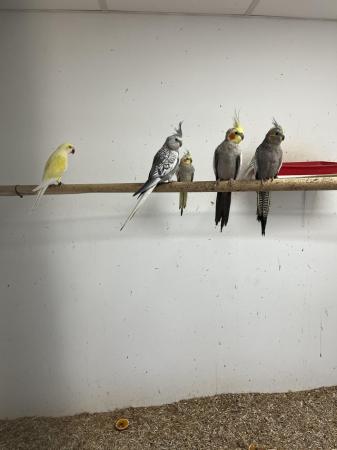 Image 2 of Various birds for sale from finch’s to parrots