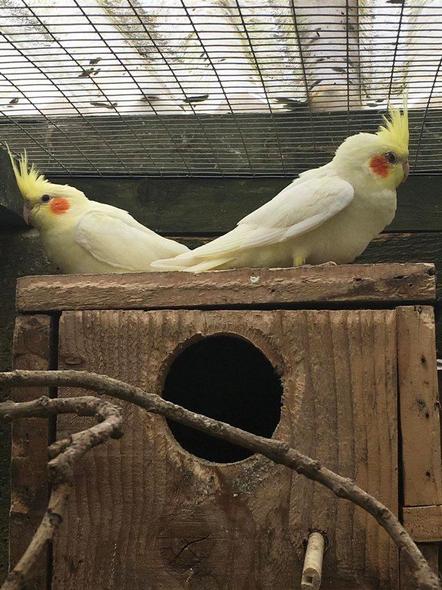 Preview of the first image of Cockatiel’s Last year’s 2023 birds.