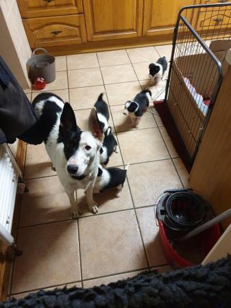 Image 4 of Border Collie Puppies Ready Now