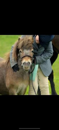 Image 1 of Poppy pony for available for loan to stay at current yard