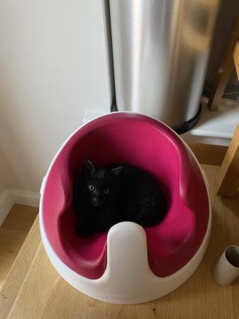Image 2 of 13 week old Black Male kitten