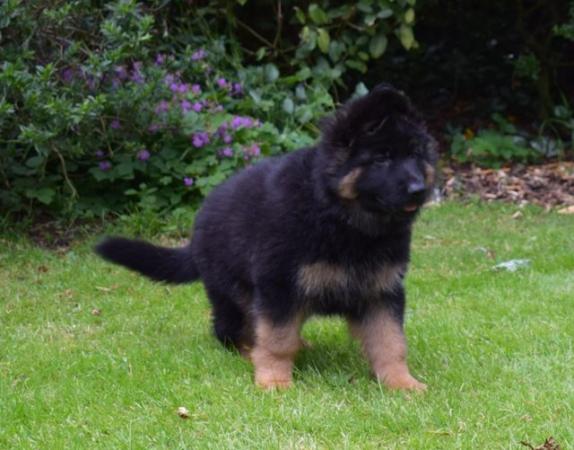 Image 13 of Top Quality Red & Black Longcoated GSD Pups