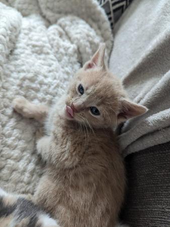 Image 1 of 4 beautiful kittens (reserve only)