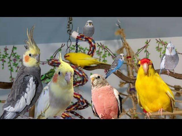 Preview of the first image of Rehoming Cockatiels/Budgies/Birds.