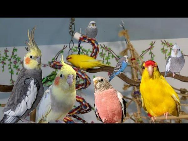 Image 1 of Rehoming Cockatiels/Budgies/Birds