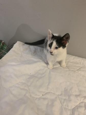 Image 2 of Chunky mostly white kitten with black markings ??