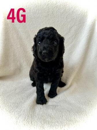 Image 11 of F2 Cockapoo Puppies Pra & Fn Clear  REDUCED