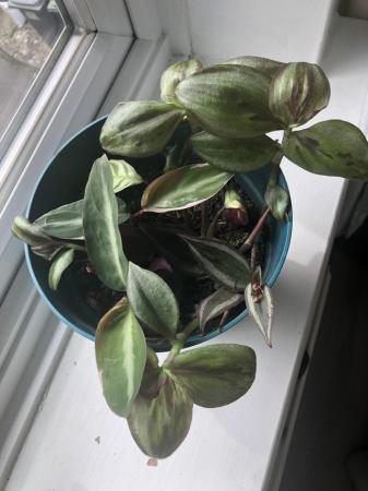 Image 2 of Tradescantia indoor plant for sale